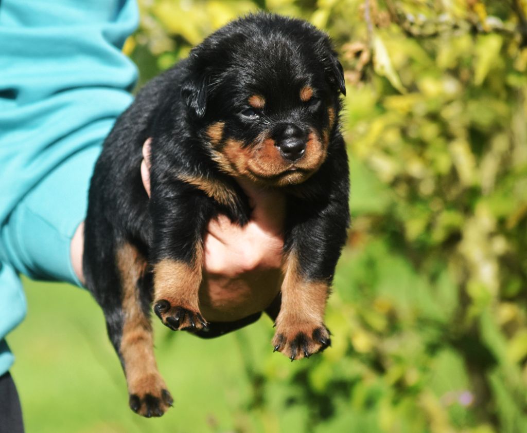 Vom Owane's Paradise - Chiots disponibles - Rottweiler