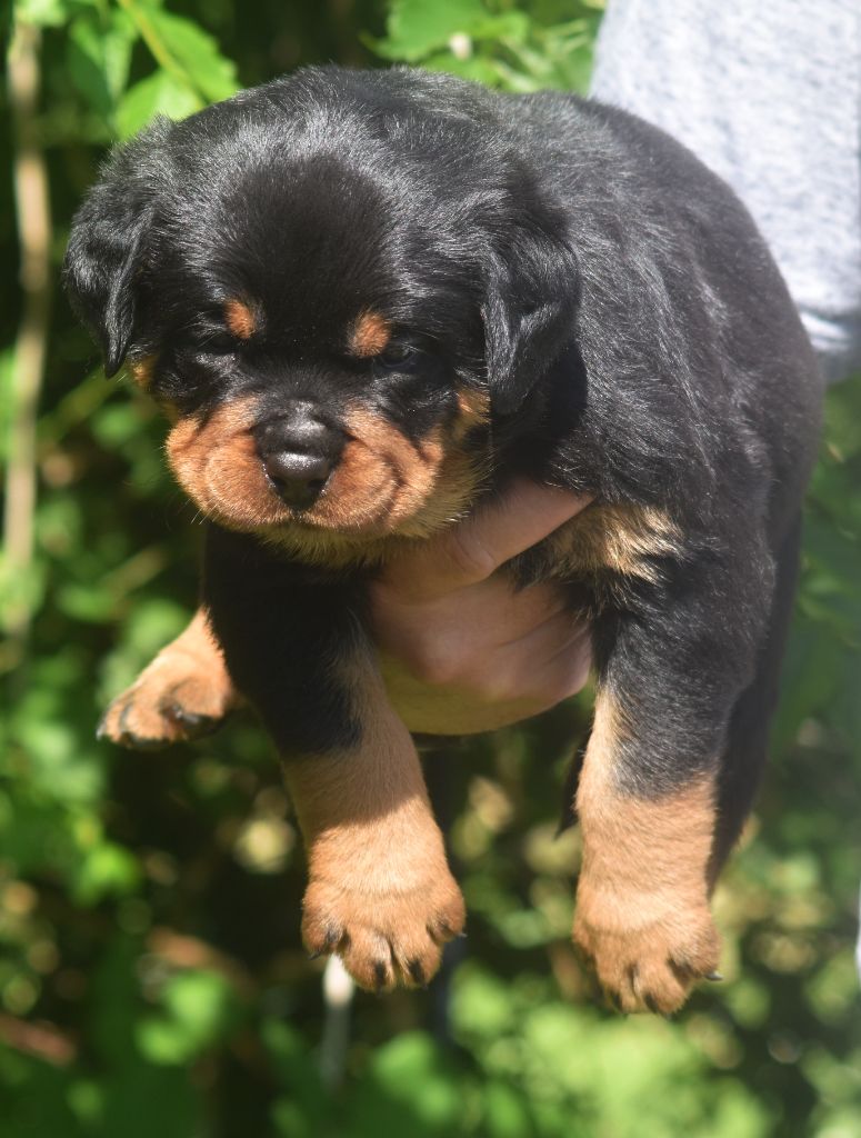 Vom Owane's Paradise - Chiots disponibles - Rottweiler