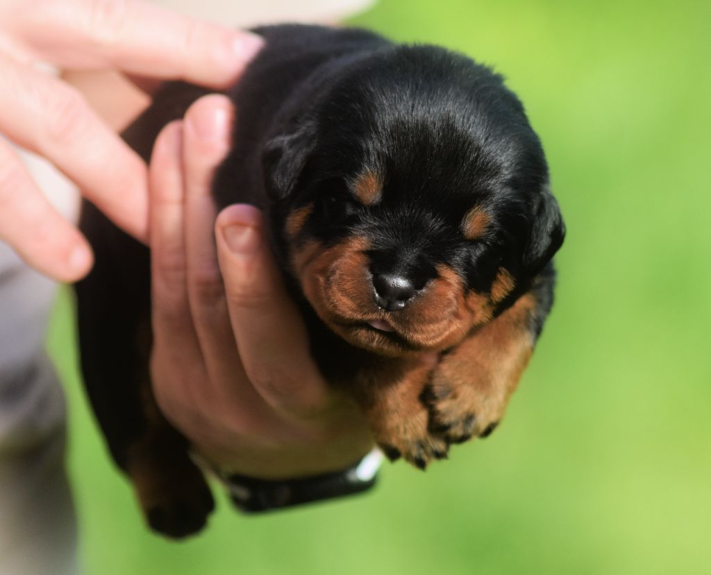 Vom Owane's Paradise - Chiots disponibles - Rottweiler