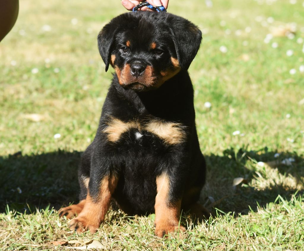 Vom Owane's Paradise - Chiots disponibles - Rottweiler