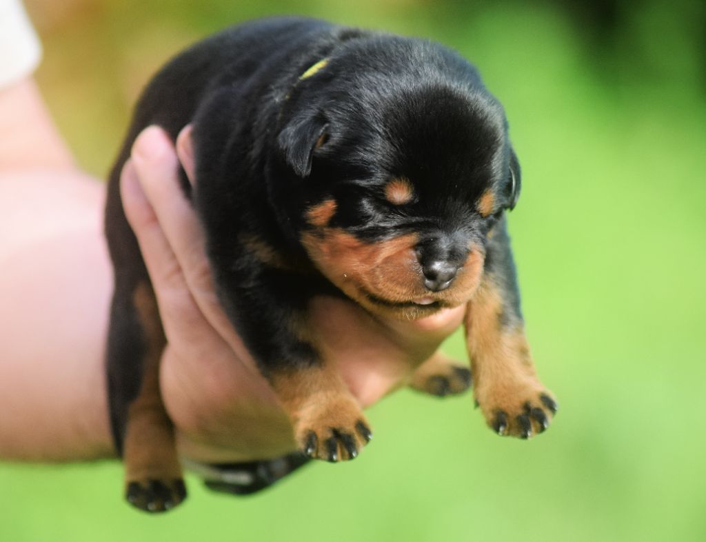 Vom Owane's Paradise - Chiots disponibles - Rottweiler
