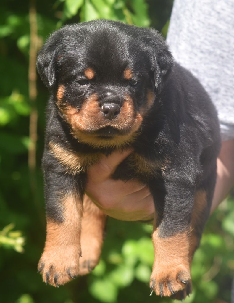 Vom Owane's Paradise - Chiots disponibles - Rottweiler