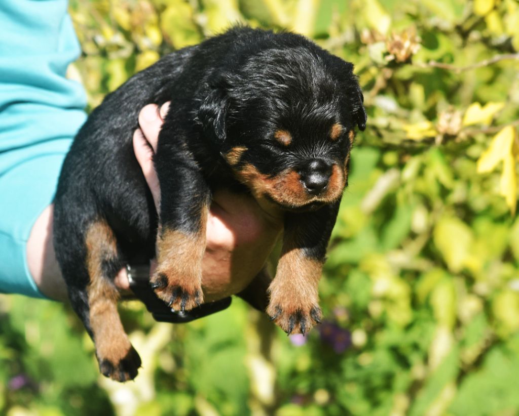 Vom Owane's Paradise - Chiots disponibles - Rottweiler