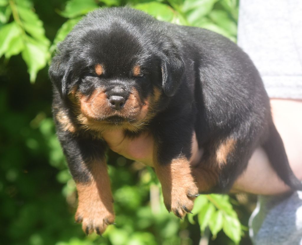 Vom Owane's Paradise - Chiots disponibles - Rottweiler