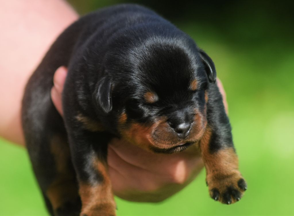 Vom Owane's Paradise - Chiots disponibles - Rottweiler