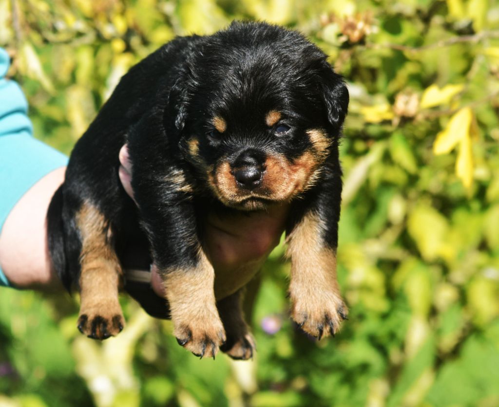 Vom Owane's Paradise - Chiots disponibles - Rottweiler