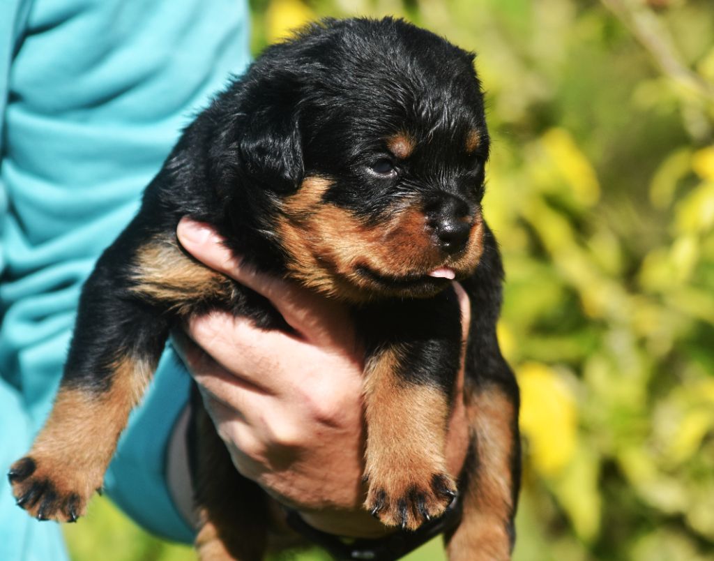 Vom Owane's Paradise - Chiots disponibles - Rottweiler