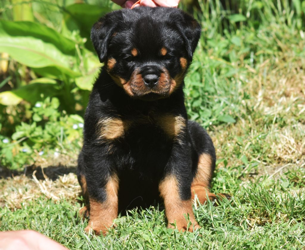 Vom Owane's Paradise - Chiots disponibles - Rottweiler