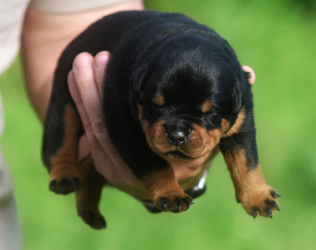 Vom Owane's Paradise - Chiots disponibles - Rottweiler