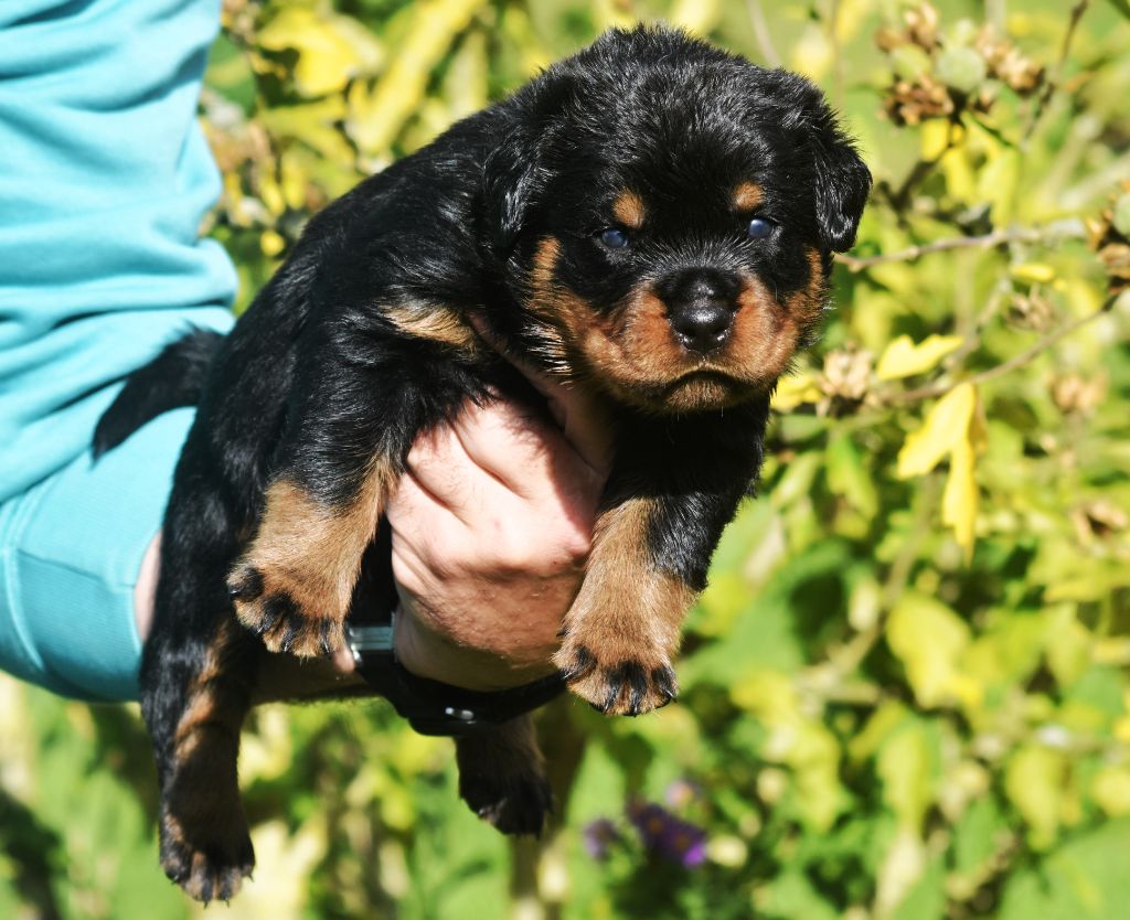 Vom Owane's Paradise - Chiots disponibles - Rottweiler