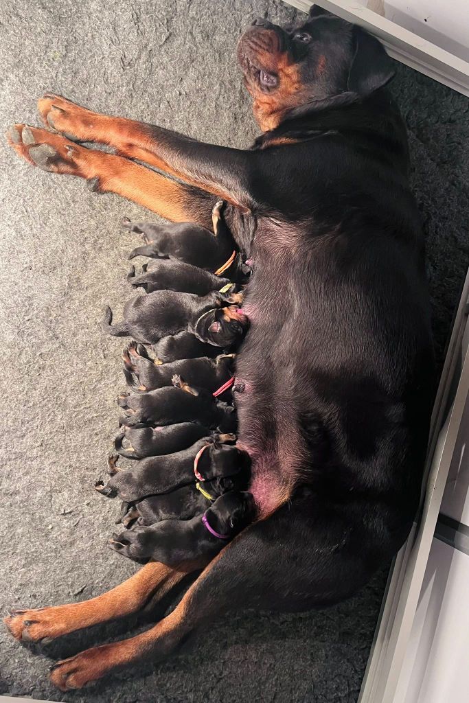 Chiot Rottweiler Vom Owane's Paradise