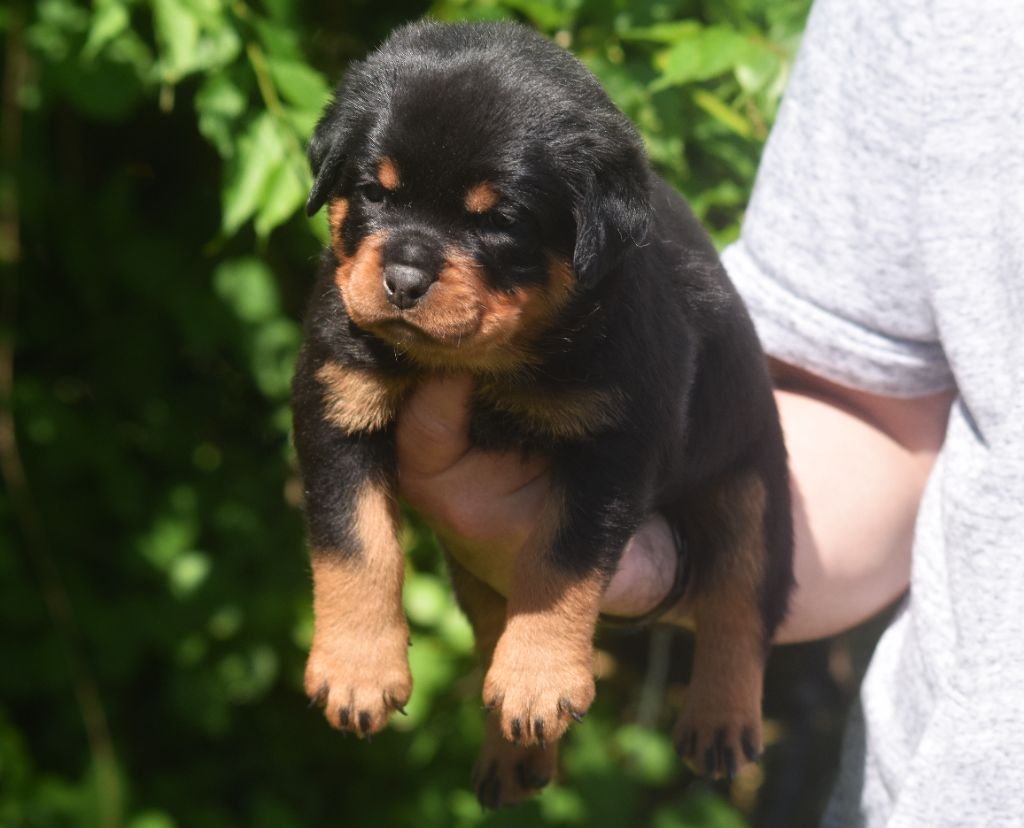 Vom Owane's Paradise - Chiots disponibles - Rottweiler