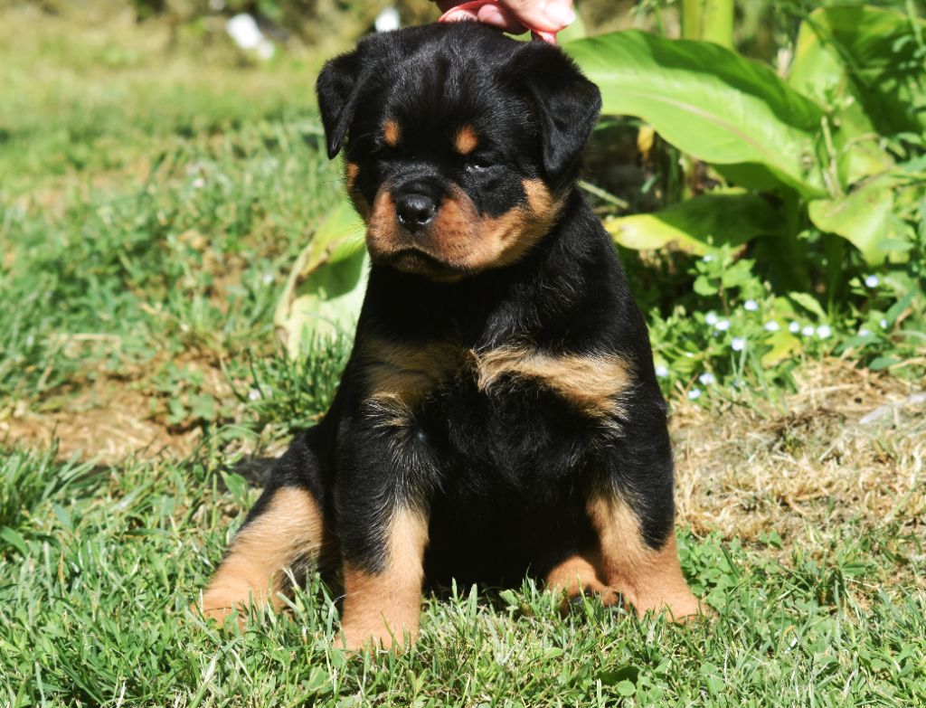 Vom Owane's Paradise - Chiots disponibles - Rottweiler