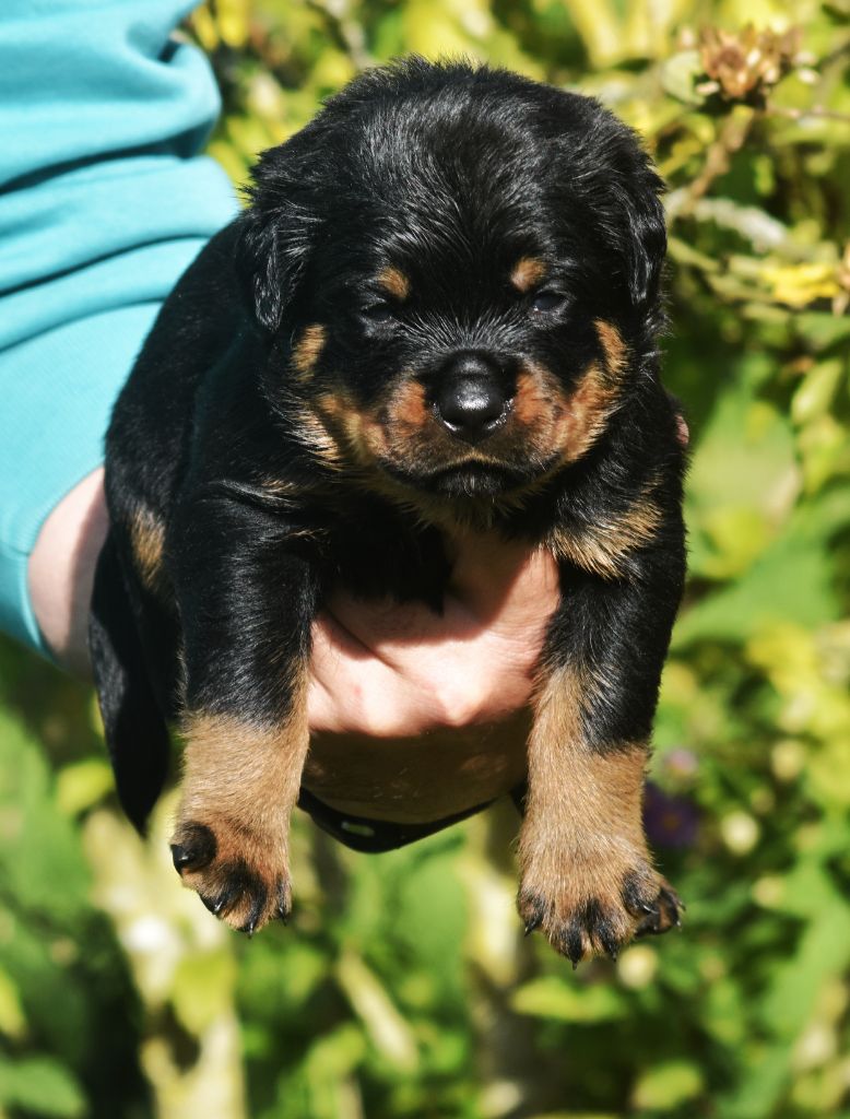 Vom Owane's Paradise - Chiots disponibles - Rottweiler