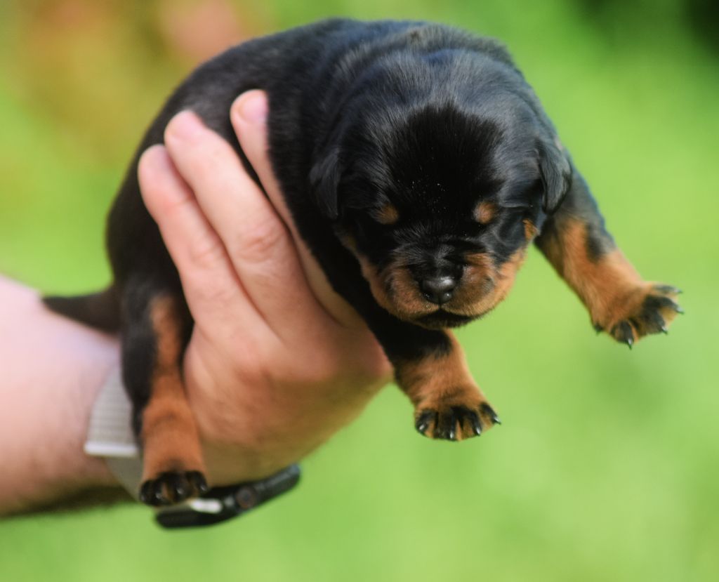 Vom Owane's Paradise - Chiots disponibles - Rottweiler