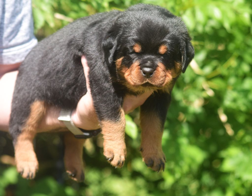 Vom Owane's Paradise - Chiots disponibles - Rottweiler