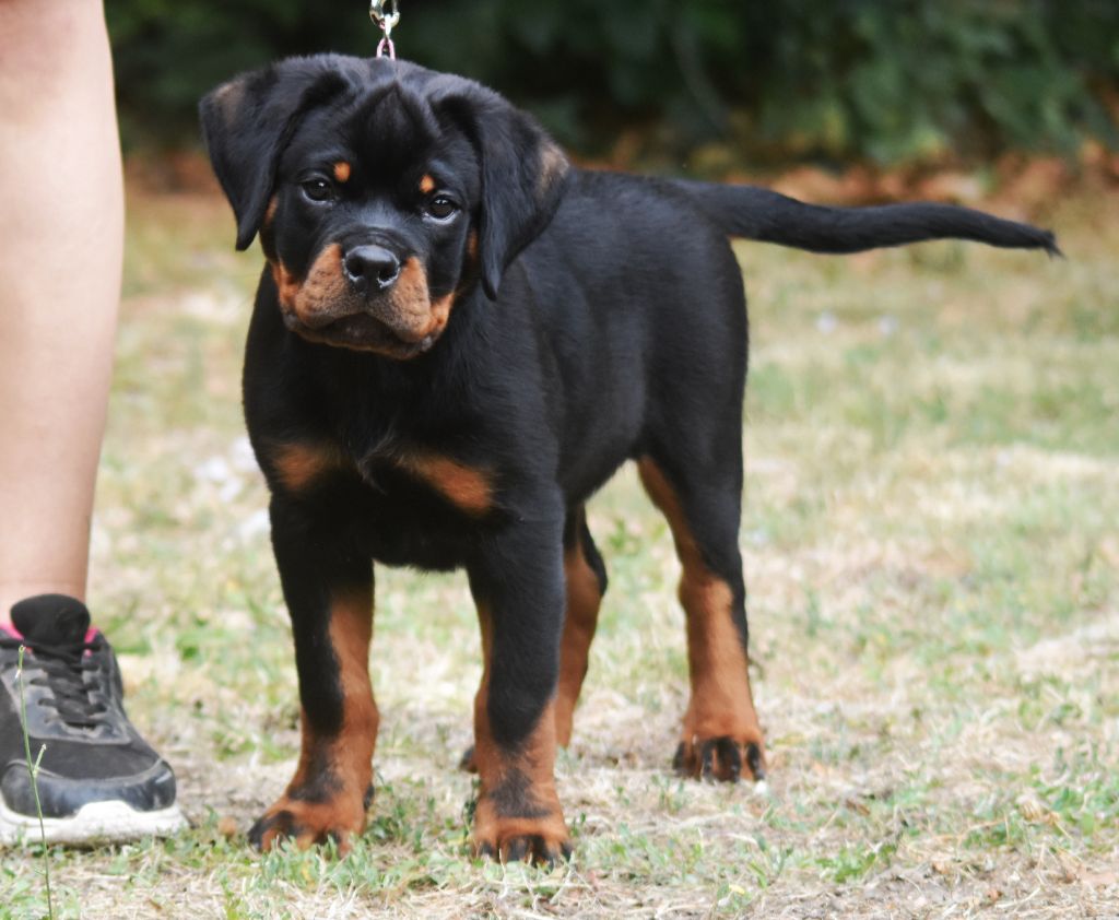 Vom Owane's Paradise - Chiots disponibles - Rottweiler