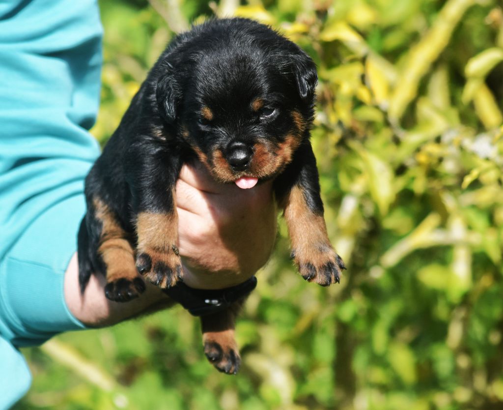 Vom Owane's Paradise - Chiots disponibles - Rottweiler