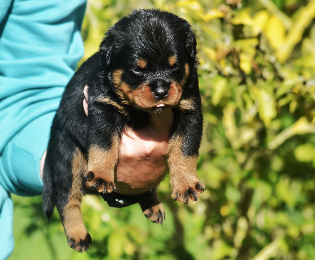 Vom Owane's Paradise - Chiots disponibles - Rottweiler